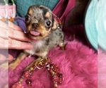 Small #6 Chihuahua