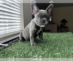 Small Photo #2 French Bulldog Puppy For Sale in CARSON, CA, USA