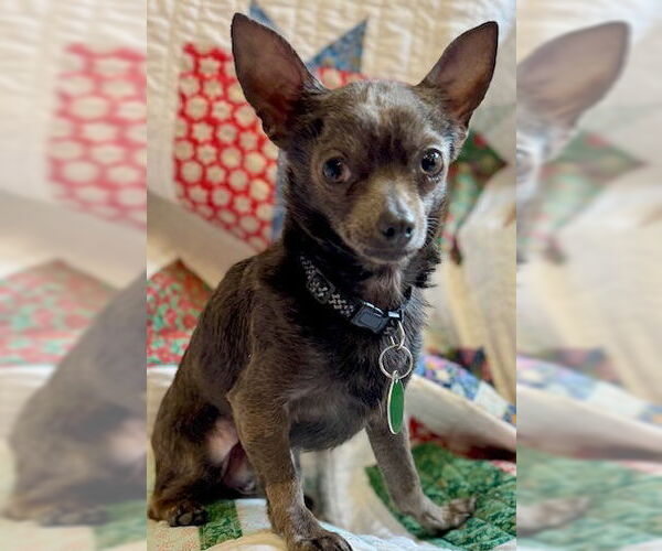 Medium Photo #2 Chihuahua Puppy For Sale in Cary, NC, USA