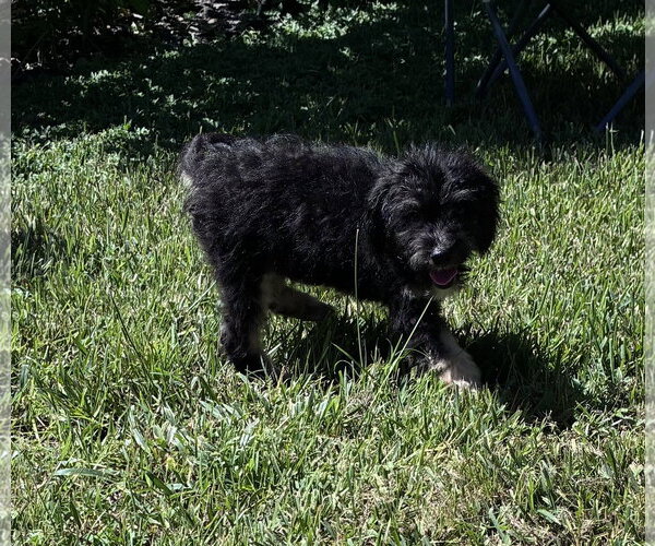 Medium Photo #4 Bernese Mountain Dog-Poodle (Miniature) Mix Puppy For Sale in Valrico, FL, USA