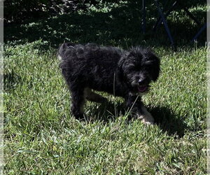 Wickham - Male Bernese Mountain Dog-Poodle (Miniature) Mix Dog for Adoption - Photo #4