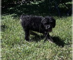 Small Photo #4 Bernese Mountain Dog-Poodle (Miniature) Mix Puppy For Sale in Valrico, FL, USA