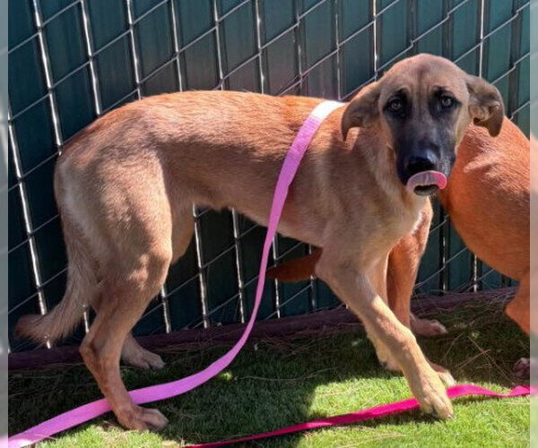 Medium Photo #1 German Shepherd Dog-Unknown Mix Puppy For Sale in San Bernardino, CA, USA