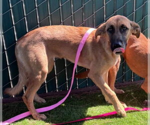 German Shepherd Dog-Unknown Mix Dogs for adoption in San Bernardino, CA, USA