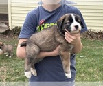 Small #4 Alaskan Husky-Saint Bernard Mix