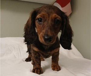 Medium Dachshund