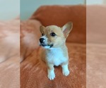 Puppy Beans Pembroke Welsh Corgi