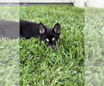 Small #1 German Shepherd Dog Mix