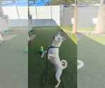 Small #8 Jack Russell Terrier Mix