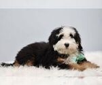 Small #1 Bernedoodle (Miniature)