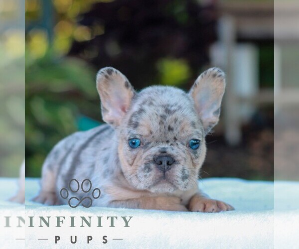 Medium Photo #3 French Bulldog Puppy For Sale in LITITZ, PA, USA