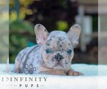 Small #2 French Bulldog