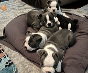 Boston Terrier Litter for sale in ANTELOPE, CA, USA
