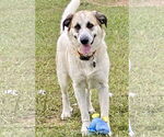 Small #2 Great Pyrenees Mix