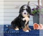 Small #2 Bernedoodle (Miniature)