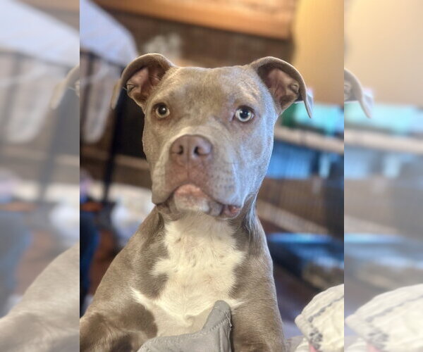 Medium Photo #2 American Staffordshire Terrier Puppy For Sale in Mooresville, NC, USA