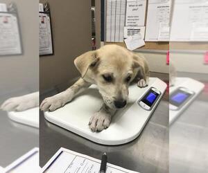 Labrador Retriever-Unknown Mix Dogs for adoption in Conroe, TX, USA