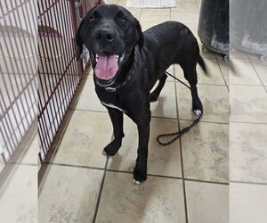 Labrador Retriever-Unknown Mix Dogs for adoption in El Centro, CA, USA
