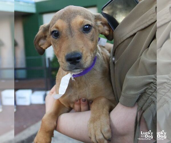 Medium Photo #2 Labrador Retriever-Unknown Mix Puppy For Sale in Washington, DC, USA