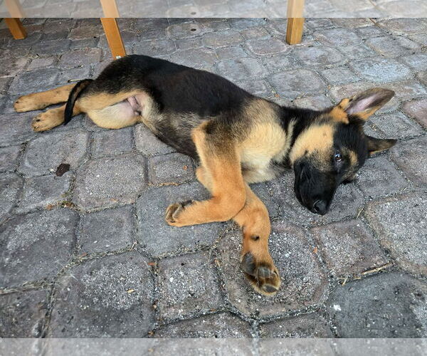 Medium Photo #2 German Shepherd Dog Puppy For Sale in Plantation, FL, USA
