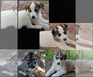 German Shepherd Dog-Siberian Husky Mix Puppy for Sale in MORA, Minnesota USA