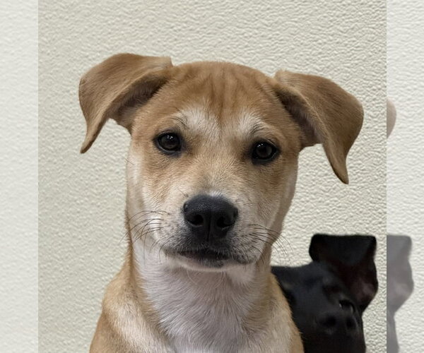 Medium Photo #2 Labrador Retriever-Unknown Mix Puppy For Sale in Jefferson, NJ, USA