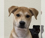 Small #1 Labrador Retriever Mix