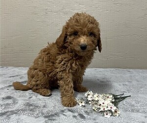 Goldendoodle-Poodle (Miniature) Mix Puppy for sale in COLBY, WI, USA