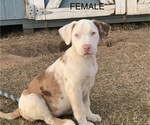 Small Photo #1 Catahoula Leopard Dog Puppy For Sale in VON ORMY, TX, USA