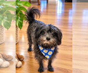 Pomeranian-Unknown Mix Dogs for adoption in Euless, TX, USA