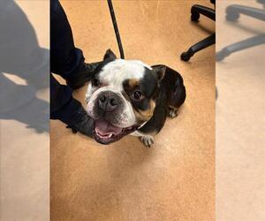 Bulldog Dogs for adoption in Martinez, CA, USA