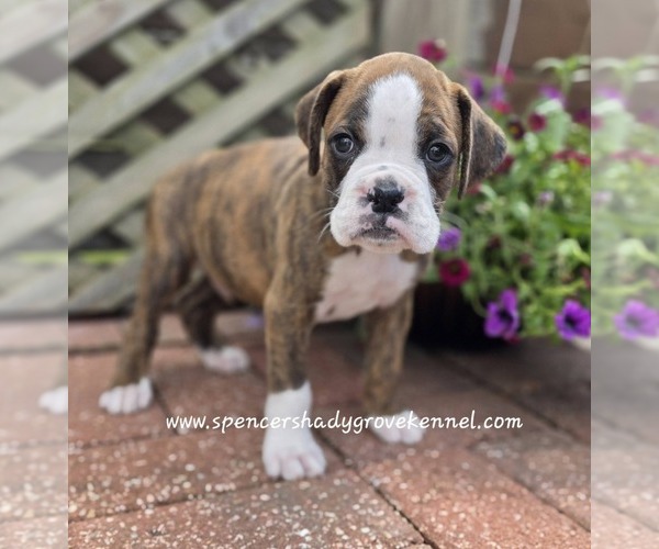 Medium Photo #2 Boxer Puppy For Sale in CABOOL, MO, USA