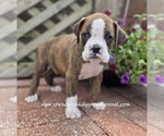 Small #1 Boxer