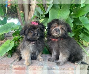 Pom-A-Poo Puppy for sale in RANCHO CALIFORNIA, CA, USA
