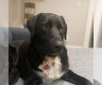 Small #8 Labrador Retriever Mix