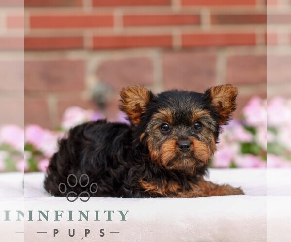 Medium Photo #3 Yorkshire Terrier Puppy For Sale in REINHOLDS, PA, USA