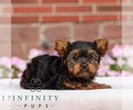 Small #2 Yorkshire Terrier