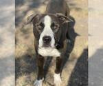 Small #1 American Pit Bull Terrier