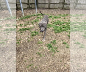 Serenity - Female American Pit Bull Terrier-Unknown Mix Dog for Adoption - Photo #4