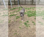 Small #3 American Pit Bull Terrier Mix