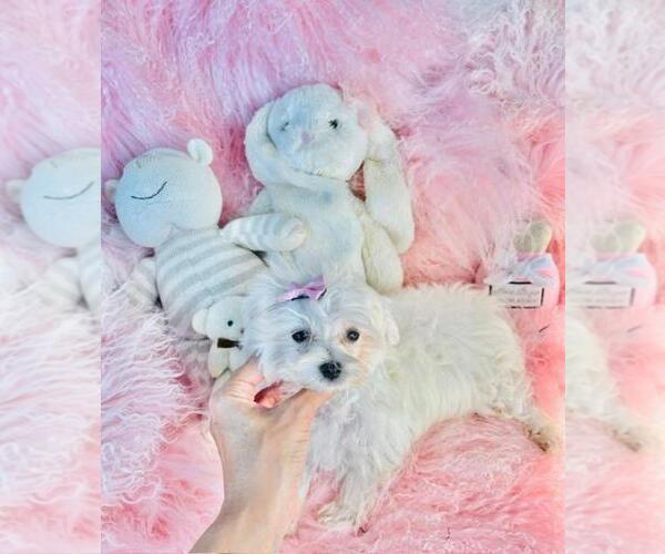 Medium Photo #1 Maltese Puppy For Sale in TAMPA, FL, USA