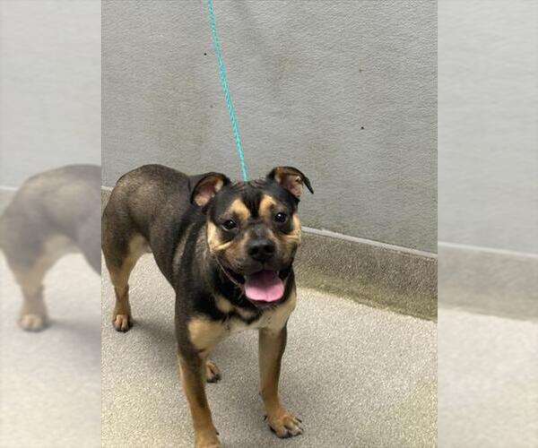 Medium Photo #1 Mutt Puppy For Sale in Las Vegas, NV, USA