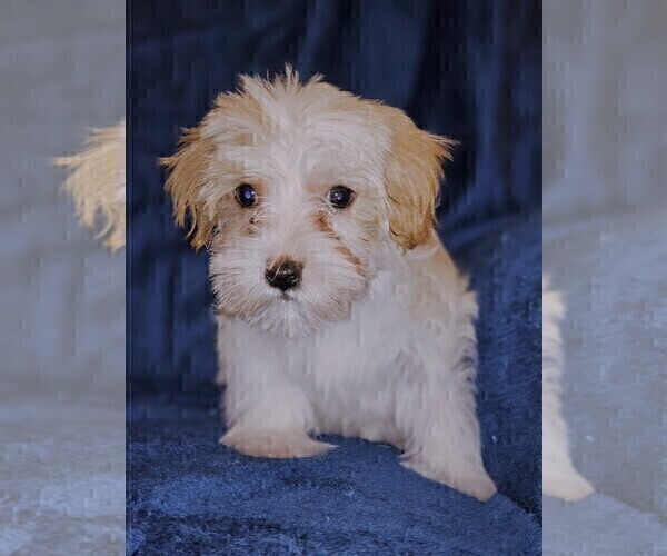 Medium Photo #3 Morkie Puppy For Sale in HOLLAND, MI, USA