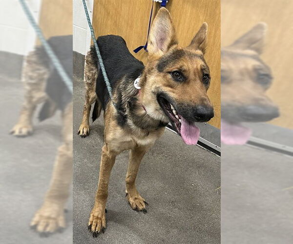 Medium Photo #1 German Shepherd Dog Puppy For Sale in Forestville, MD, USA