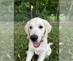 Small #4 English Cream Golden Retriever