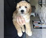 Small Photo #4 Goldendoodle Puppy For Sale in MILWAUKEE, WI, USA