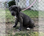 Small Photo #5 Cane Corso Puppy For Sale in SOUTH GATE, CA, USA