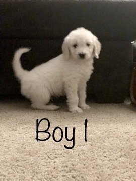 Medium Photo #1 Goldendoodle Puppy For Sale in VACAVILLE, CA, USA