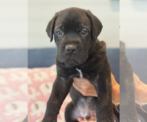 Medium Photo #3 Labrador Retriever-Unknown Mix Puppy For Sale in San Diego, CA, USA