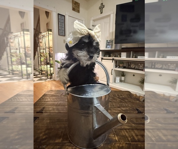 Medium Photo #32 Schnoodle (Miniature) Puppy For Sale in DINWIDDIE, VA, USA